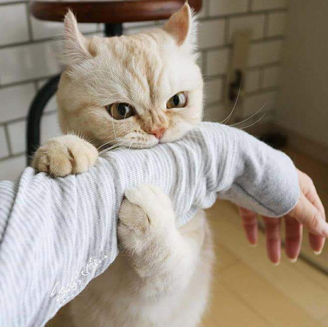 omnom.jpg