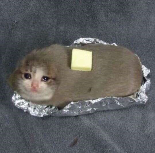 buttercat.jpg