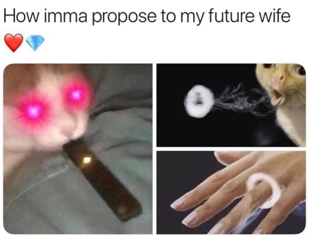 cat_proposal.jpg