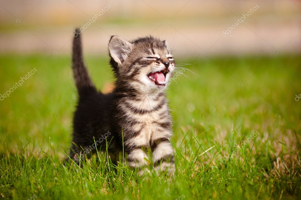 depositphotos_17006961-stock-photo-tabby-kitten-outdoors-meowing.jpg