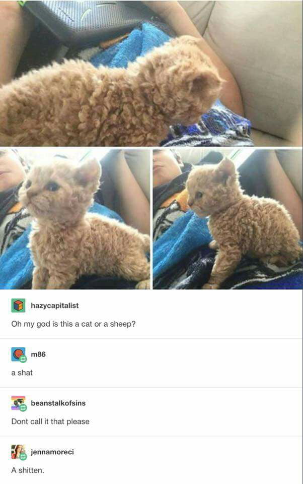 Youve-got-to-be-shitten-me.jpg