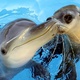 sealdolphin's avatar